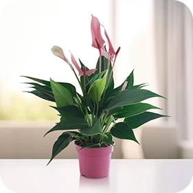 Plants