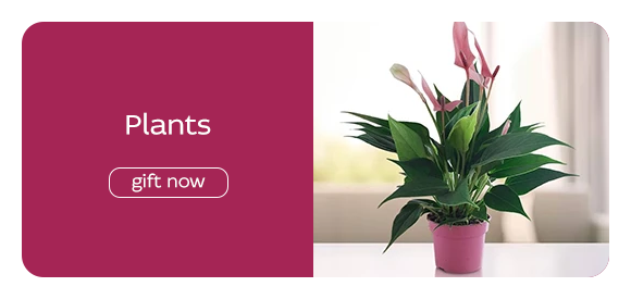 Plants