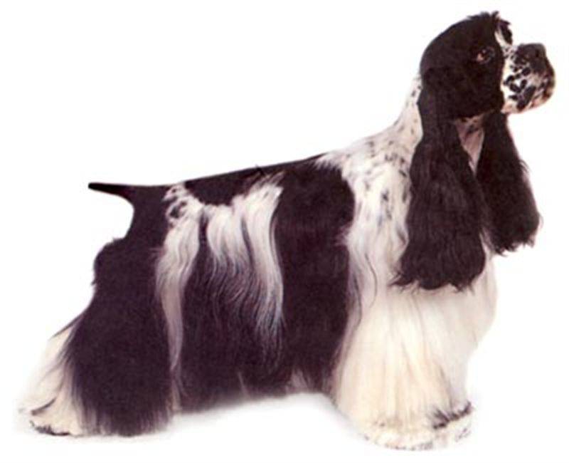 Cocker Spaniel Male