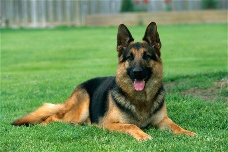 german shepherd online purchase