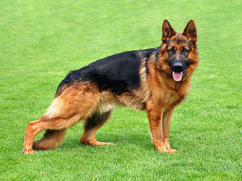 German Shepherd Double Coat A Grade Puppy Send Gifts And Money To 