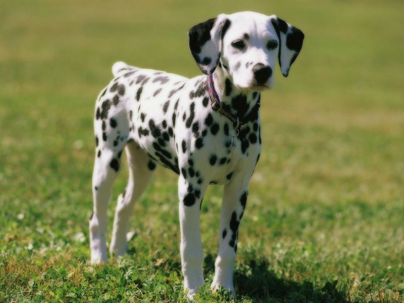 female dalmatian for sale