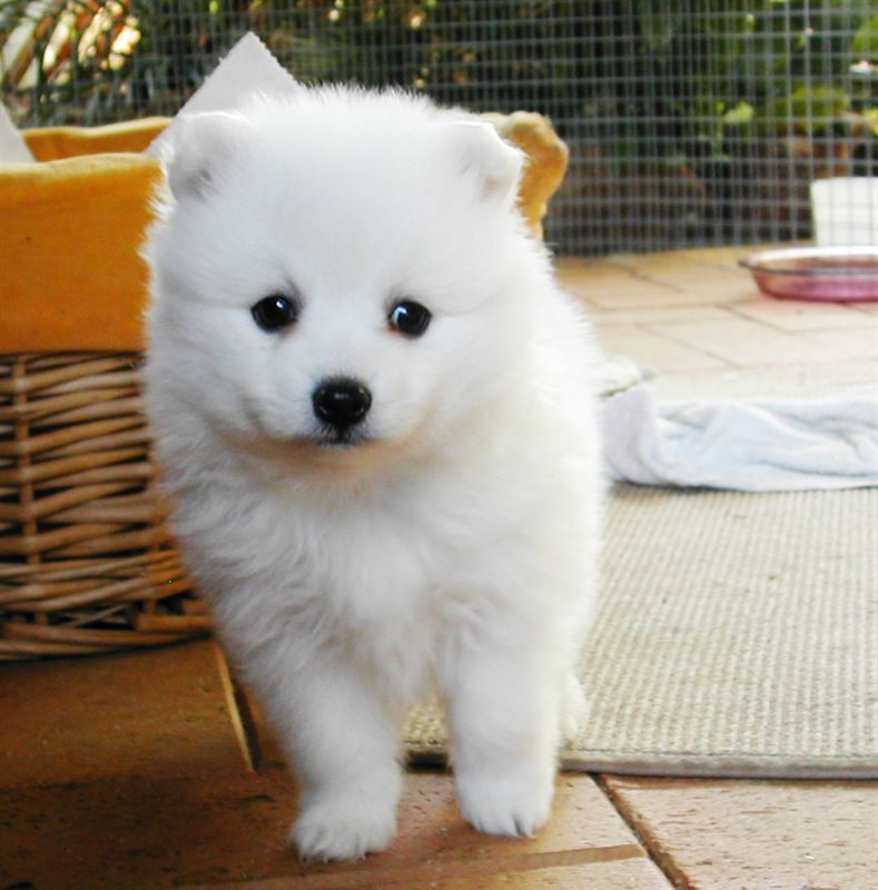 japanese spitz puppy price