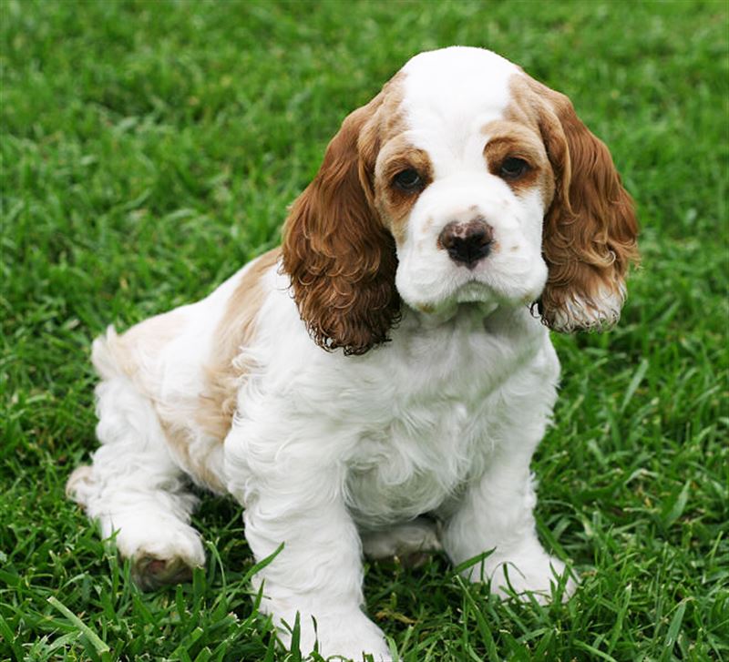 Cocker Spaniel (A) Grade Puppy Female