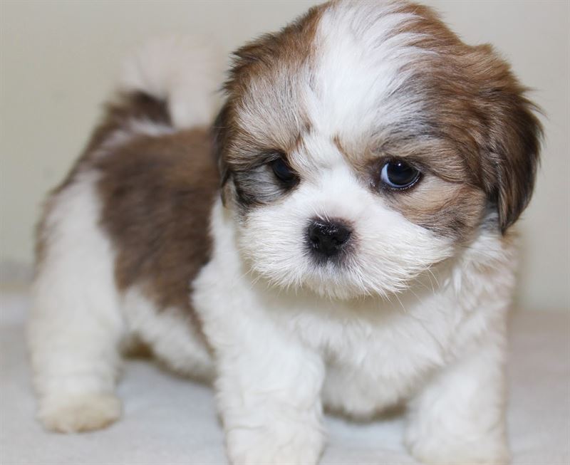Lhasa Apso (A) Grade Puppy Send Gifts and Money for Dashain to Nepal