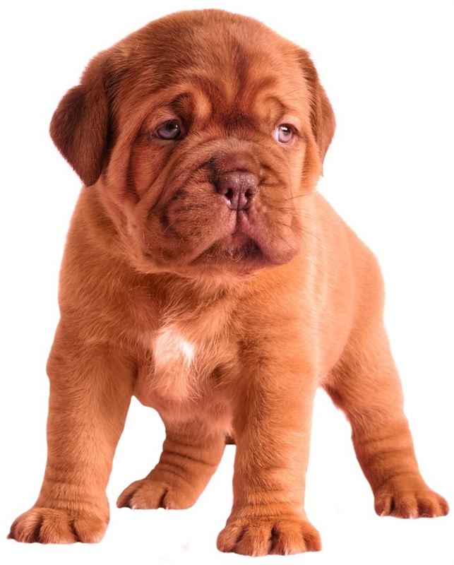 French Mastiff (A) Grade Puppy