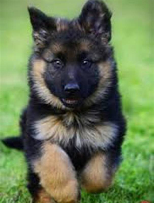 German Shepherd Male (45 Days to 2 Months) - Send Gifts and Money to