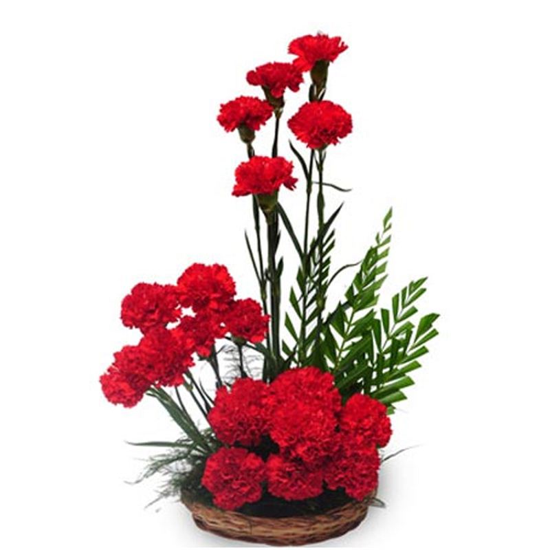 20 Red Carnations Arrangements by FNP Flowers