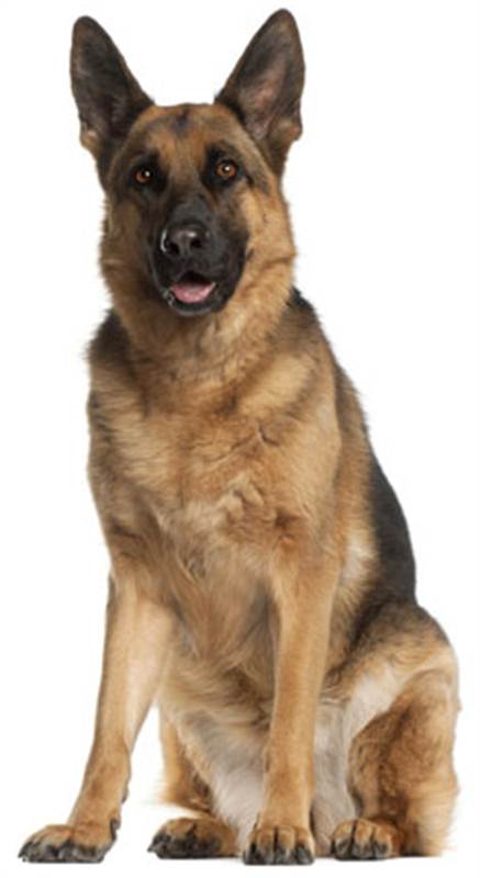 GERMAN SHEPHERD DOG Send Gifts and Money to Nepal Online from