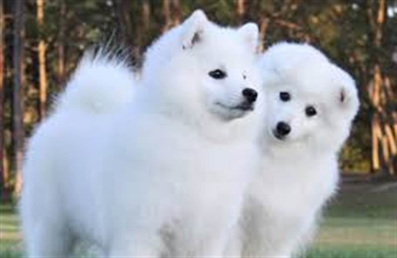 Japanese Spitz Send Father S Day Gifts And Money To Nepal Online From Www Muncha Com