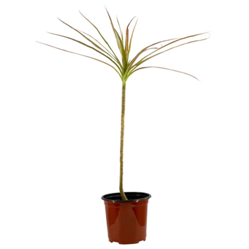 Dracaena Marginata Plant