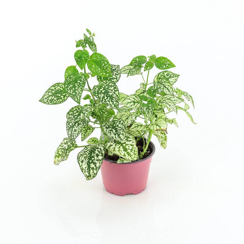 Polka Dot (Green) Plant