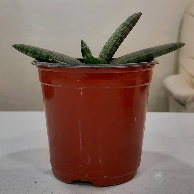 Sansevieria Cylinderica