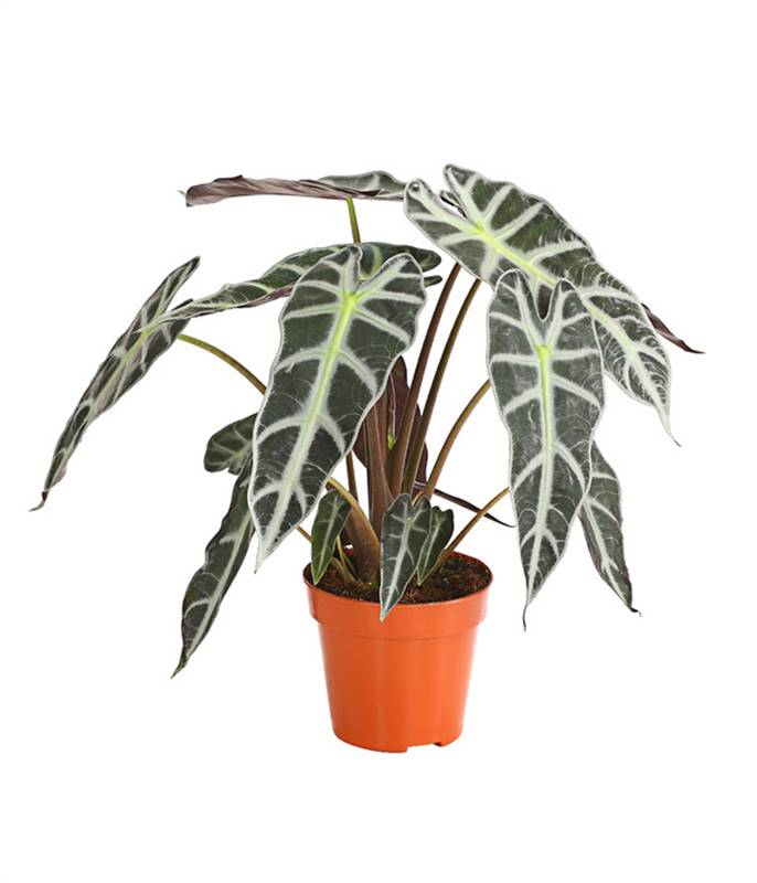 Alocasia Polly Plant
