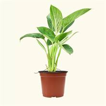 Philodendron Birkin Plant