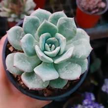 Echeveria Elegans Plant