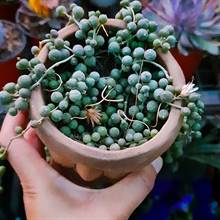 String of Pearls Plant