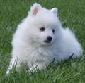 Japanese Spitz Male (45 days to 2 months)