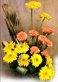 10 Gerberas, 8 Carnations in a Basket by FNP Flowers