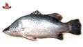 Bekti Fish Fillet by UF (1 kg)
