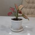 Aglaonema Pink Spot Plant