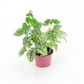 Polka Dot (Green) Plant